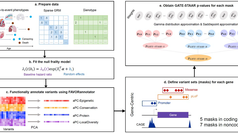 Scalable and accurate rare-variant association tests for whole genome sequencing time-to-event analysis in large biobanks