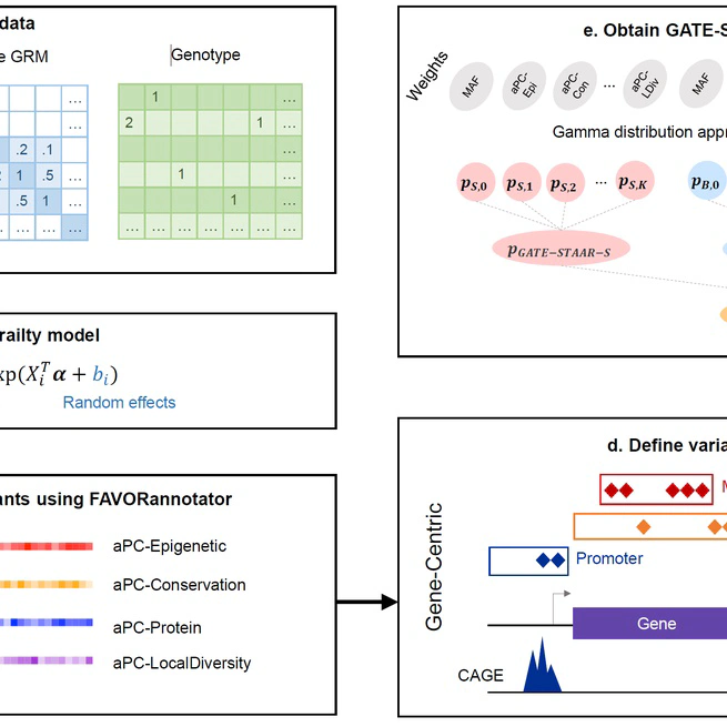 Scalable and accurate rare-variant association tests for whole genome sequencing time-to-event analysis in large biobanks
