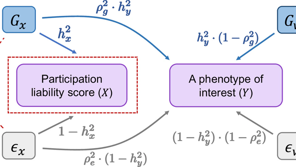 Participation bias in the estimation of heritability and genetic correlation